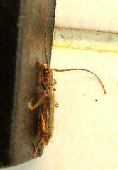 Ossibia fuscata