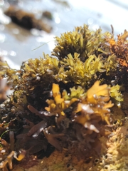 Chondrus