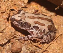 Kassina senegalensis