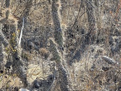 Cylindropuntia prolifera