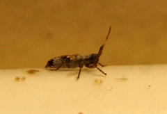 Eunidia subtergrisea