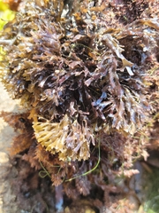 Chondrus