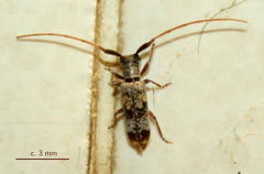 Eunidia subtergrisea