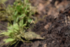 Platystele oxyglossa