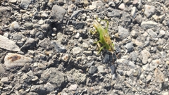 Orchelimum gladiator