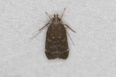 Helcystogramma melantherella