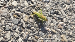 Orchelimum gladiator