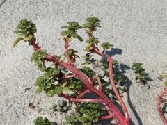 Amaranthus pumilus