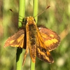 Taractrocera papyria agraulia