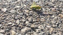 Orchelimum gladiator