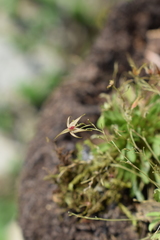 Platystele oxyglossa