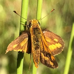 Taractrocera papyria agraulia
