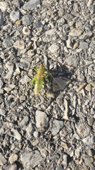 Orchelimum gladiator