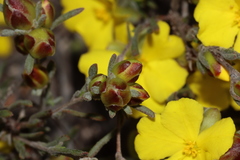 Hibbertia virgata