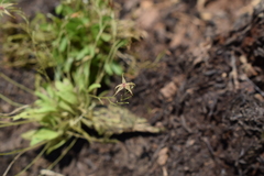 Platystele oxyglossa