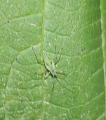 Calaphidina