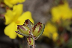 Hibbertia virgata