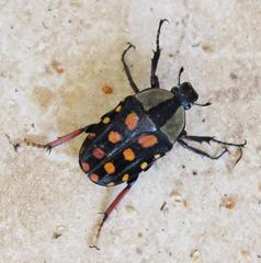 Mecynorhina passerinii