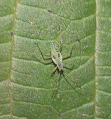 Calaphidina