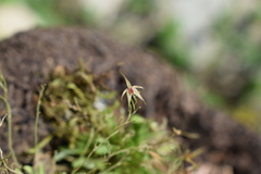 Platystele oxyglossa