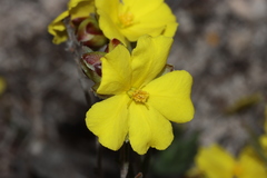 Hibbertia virgata