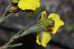 Hibbertia virgata