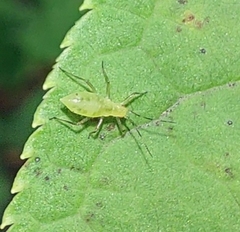 Calaphidina