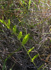 Psoralea asarina