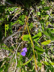 Psoralea asarina