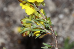 Hibbertia virgata