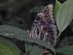 Morpho deidamia