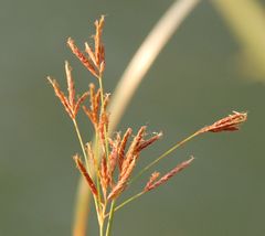 Cyperus longus longus
