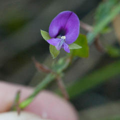 Psoralea asarina