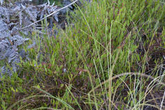 Psoralea asarina