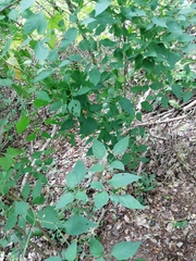 Capsicum annuum annuum