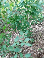 Capsicum annuum annuum