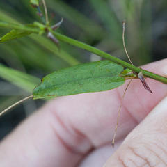 Psoralea asarina