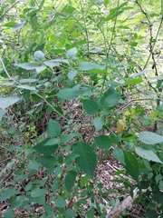 Capsicum annuum annuum