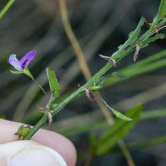 Psoralea asarina