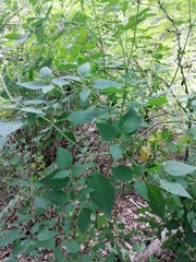 Capsicum annuum annuum