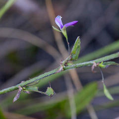 Psoralea asarina