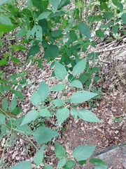 Capsicum annuum annuum