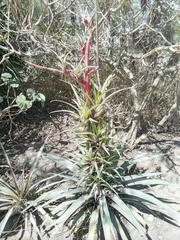 Tillandsia secunda