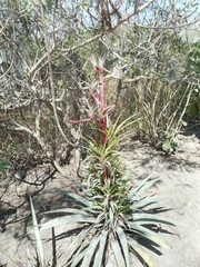 Tillandsia secunda