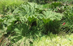 Gunnera manicata