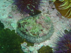 Haliotis midae