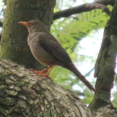 Turdus smithi