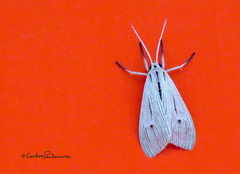 Agaraea semivitrea