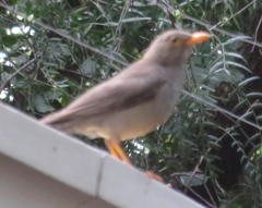 Turdus smithi