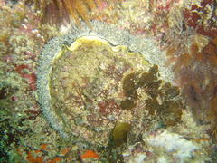 Haliotis midae